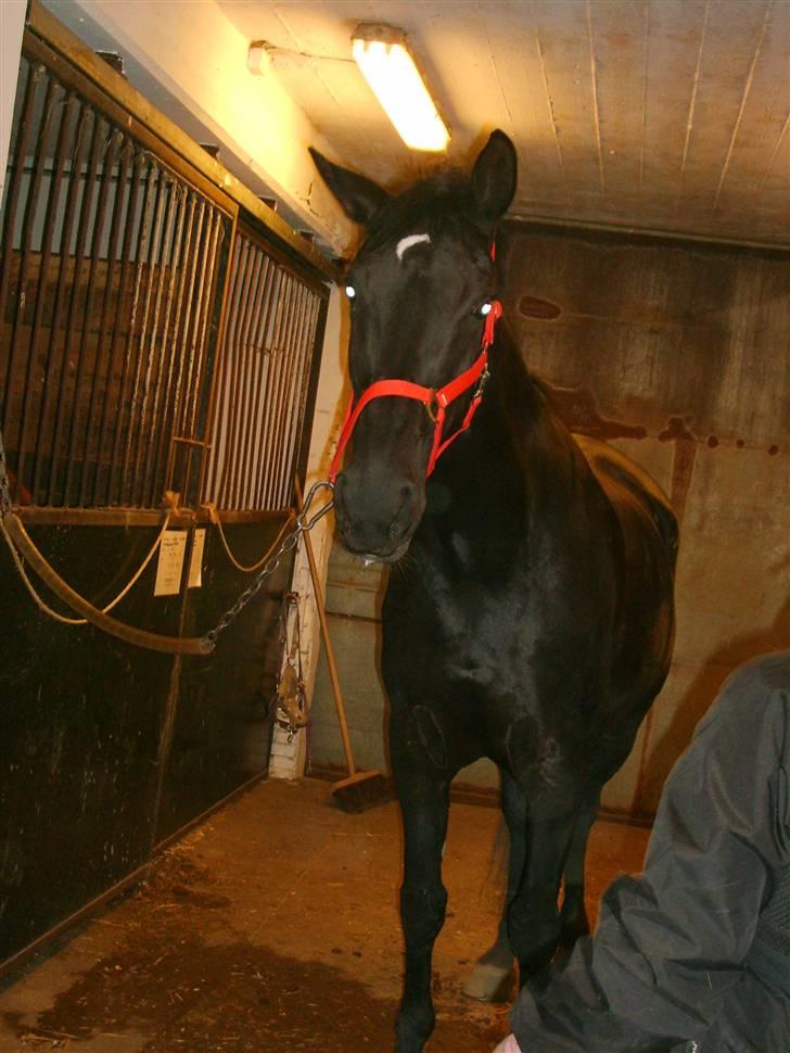 Anden særlig race Madonna billede 6