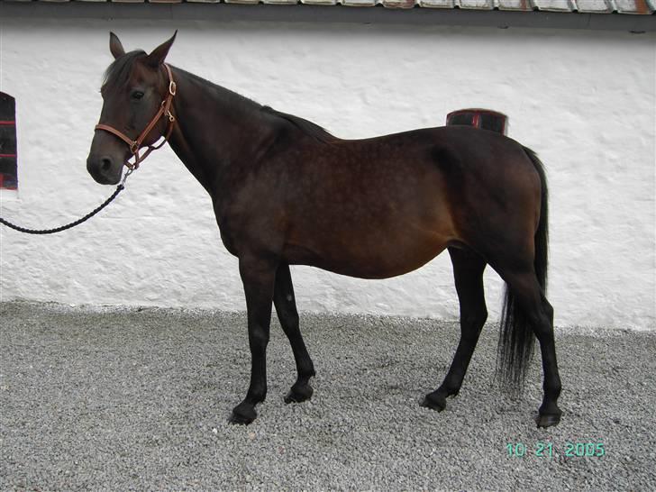 Traver Emereld Kemp billede 1