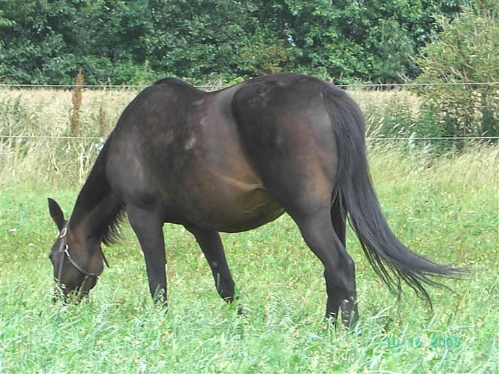 Traver Emereld Kemp billede 2