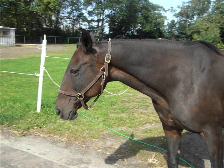 Traver Emereld Kemp billede 3