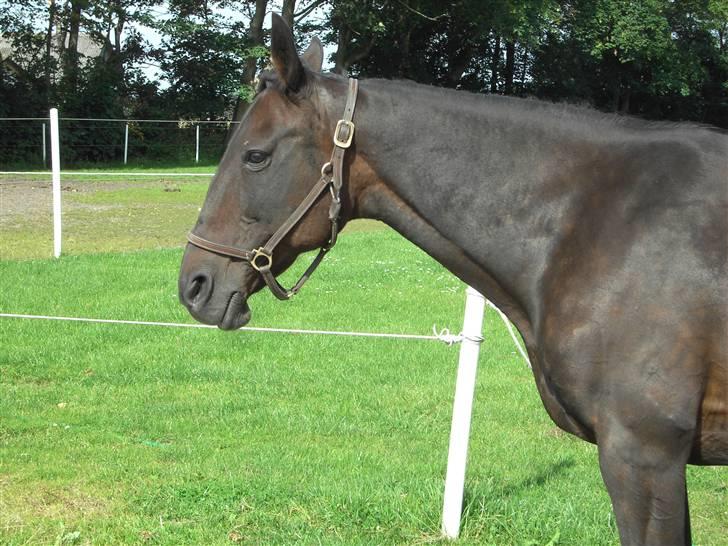 Traver Emereld Kemp billede 4