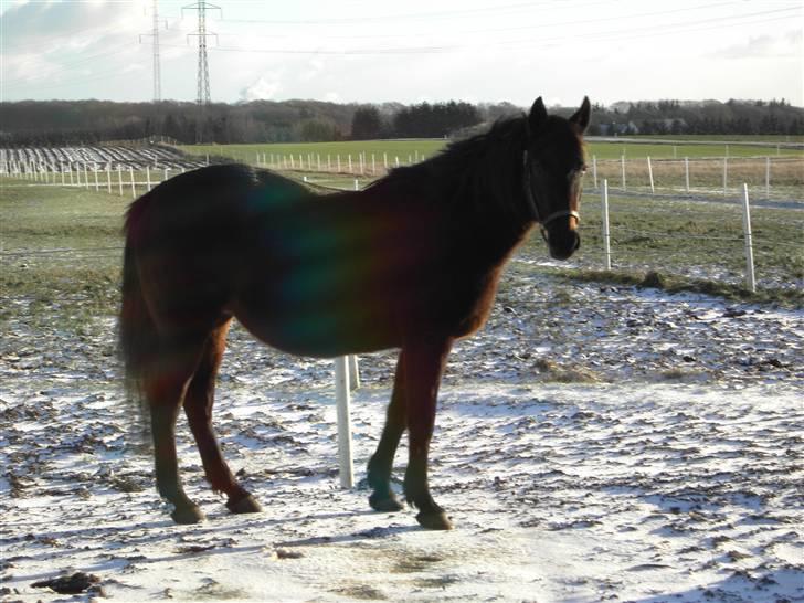 Traver Emereld Kemp billede 5