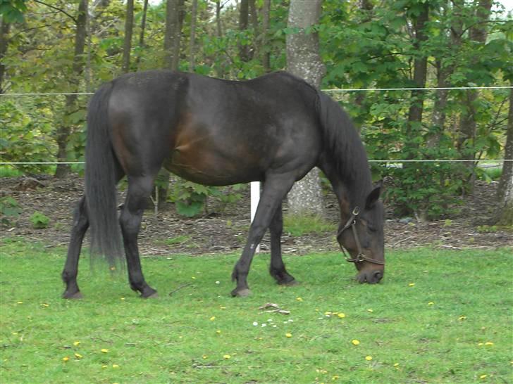 Traver Emereld Kemp billede 6