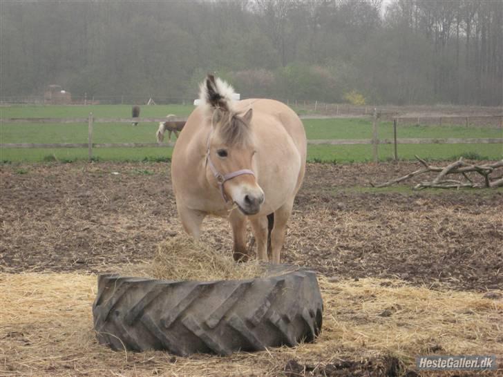 Fjordhest S.F. Mizty Halsnæs *SOLGT - Står hun der og æder :D hvor chamerende billede 2
