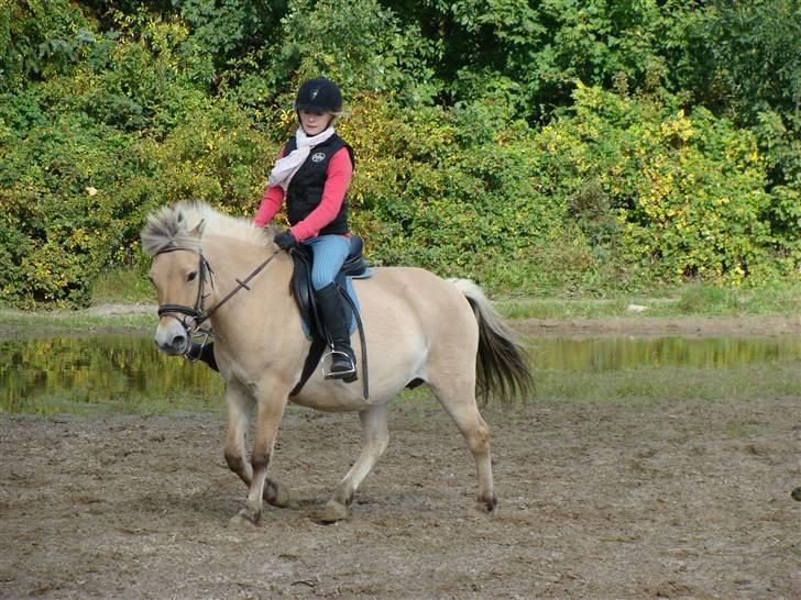 Fjordhest S.F. Mizty Halsnæs *SOLGT - Rider på bane, det er ikke tit det sker for hende :)  billede 3
