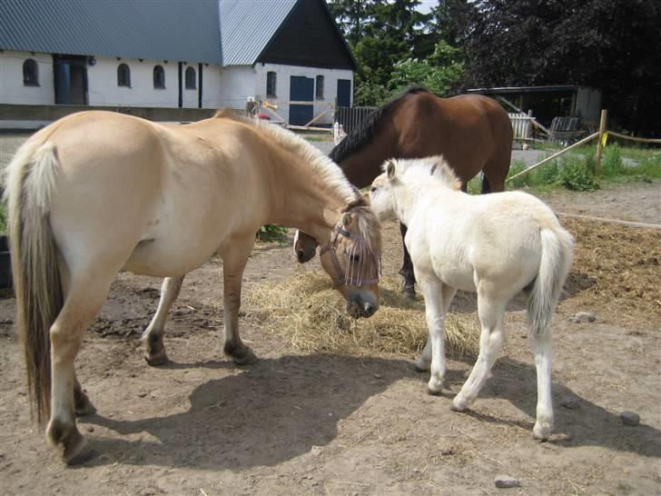 Fjordhest S.F. Mizty Halsnæs *SOLGT - Mizty med sit føl på fold :P billede 4