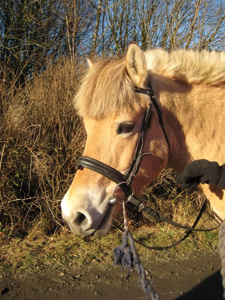 Fjordhest S.F. Mizty Halsnæs *SOLGT - fik du lige øje på noget smukt? 2007 billede 5