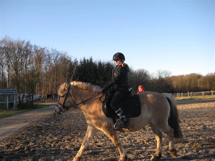 Fjordhest S.F. Mizty Halsnæs *SOLGT - jahh det er så mig der ridder den smukke ponze 2007. .  * jeg var nybegynder, så lad vær med at komme med kommentar´ til dette billed * billede 6