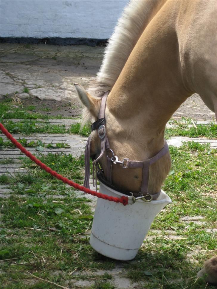 Fjordhest S.F. Mizty Halsnæs *SOLGT - Efter ridning, dejligt med lidt mad i maven :P billede 7