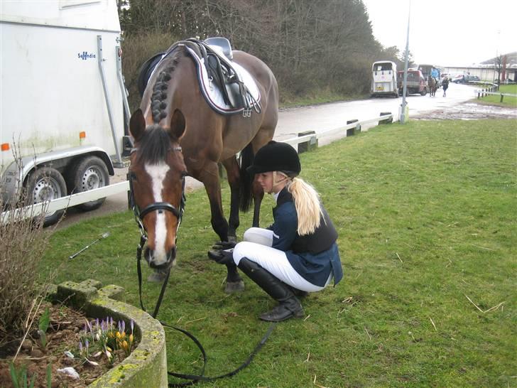 Tysk Sportspony Pauline <3 R.I.P  - fra stævnet i Hjørring (´: billede 9