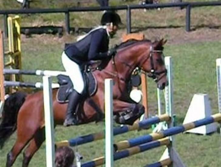 Tysk Sportspony Pauline <3 R.I.P  - MB i Birgittelyst. billede 11