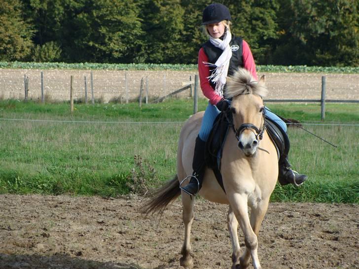 Fjordhest S.F. Mizty Halsnæs *SOLGT - Trav, super dressur pony :) - or Not ! men spring kan hun heler ikke ! hun er bare en hyggeturs pony,  billede 8