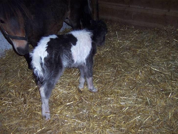 Miniature Maja Pilegaard - maja få timer gammel billede 8