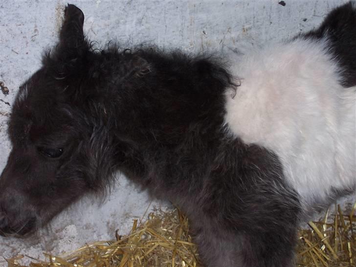 Miniature Maja Pilegaard - maja få timer gammel billede 9