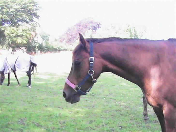 Hollandsk Sportspony Silvana/ solgt billede 12