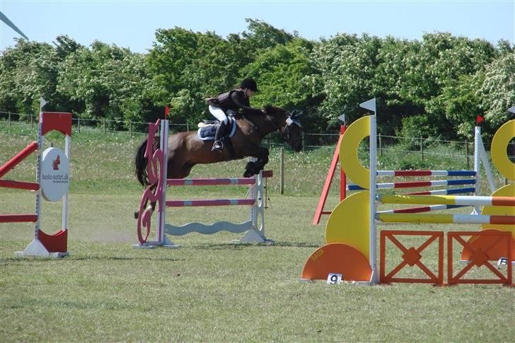 Hollandsk Sportspony Silvana/ solgt - mb  billede 13