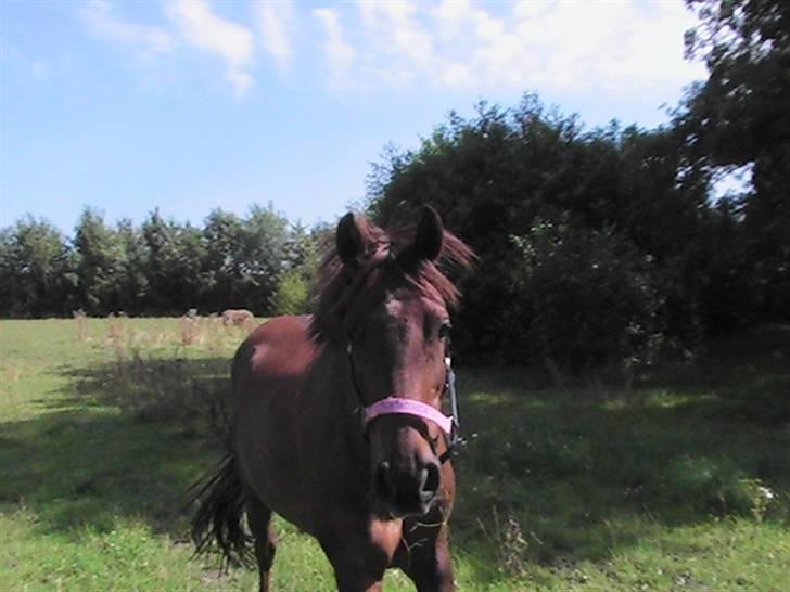 Hollandsk Sportspony Silvana/ solgt - Hihi vil du gerne med ind skatt?? billede 14