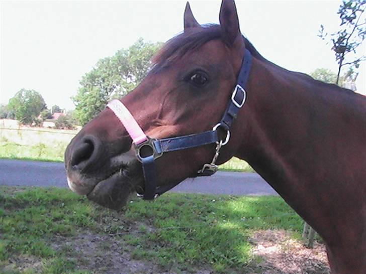 Hollandsk Sportspony Silvana/ solgt - Hihi hun har en pind i munden;) det elsker hun at have(: billede 15