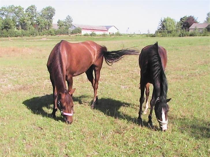Hollandsk Sportspony Silvana/ solgt - Silvana og Dixie på folden billede 16