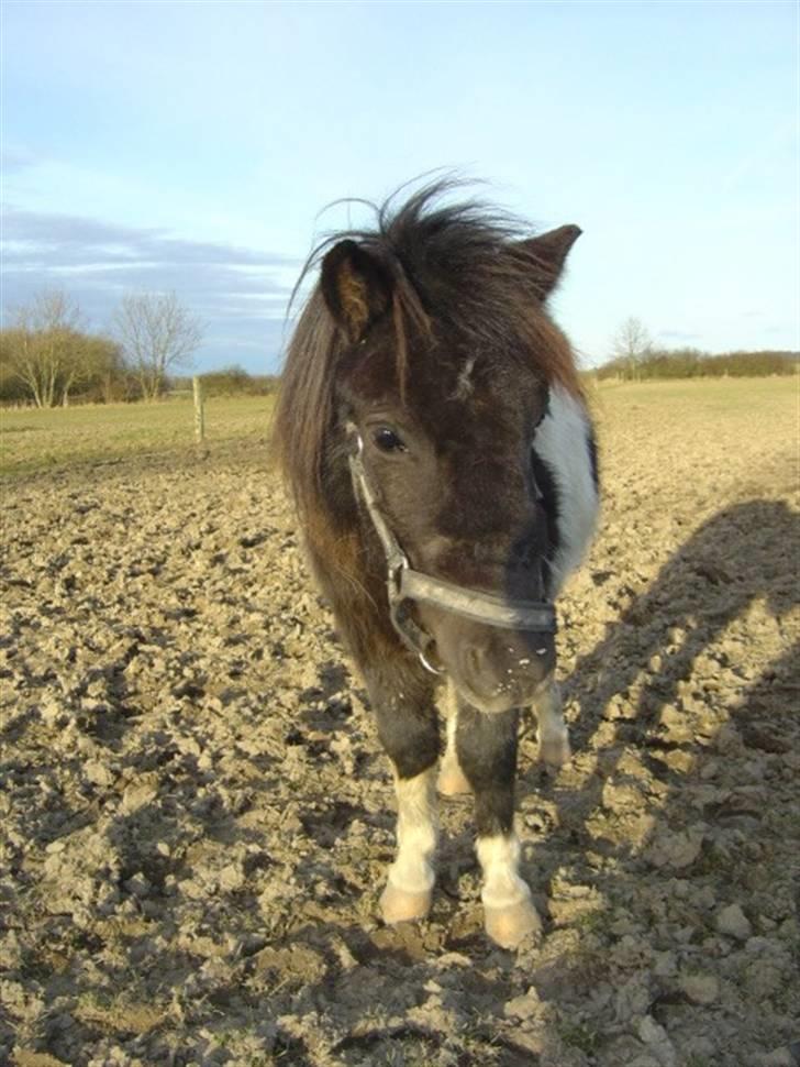 Miniature Maja Pilegaard - maja feb 08. har fået lidt plagevorter billede 10