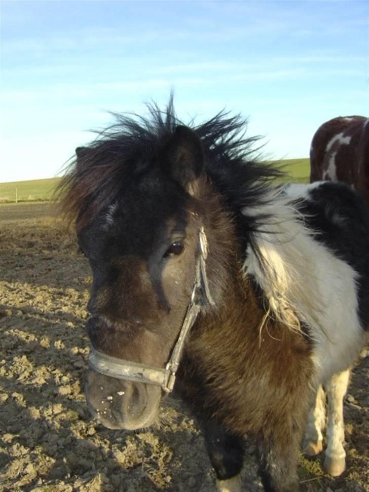 Miniature Maja Pilegaard - maja feb 08. har fået lidt plagevorter billede 11