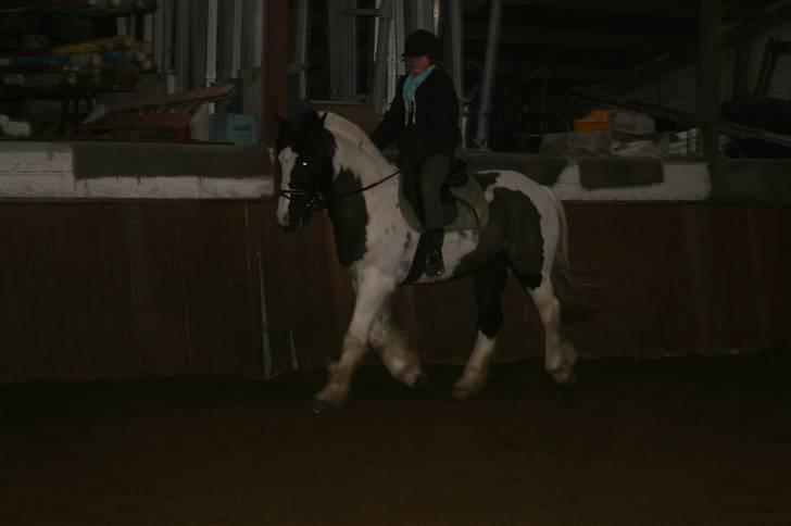 Irish Cob Mars SOLGT ;(;( - Ida og Mars billede 15