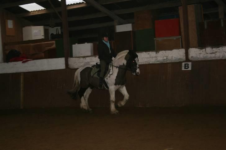Irish Cob Mars SOLGT ;(;( - Mars og Ida i dressur billede 17