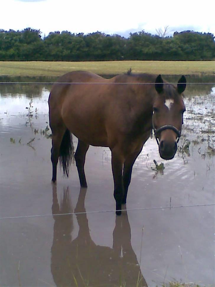 New Forest Sophie R.I.P. - Da folden var blevet oversvømmet :s Der var ikke andre folde hopperne kunne stå på sommergræs på... billede 15