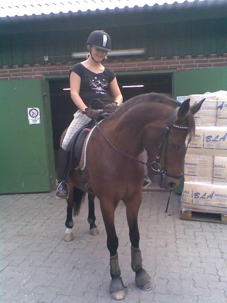 New Forest Sophie R.I.P. - På vej ud og ride... billede 16