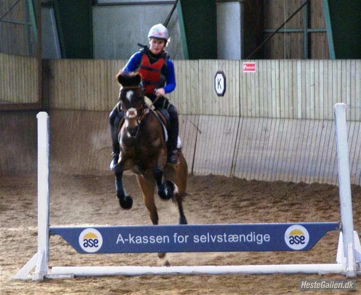 New Forest Sophie R.I.P. - Over ASE-springet. Hun var ikke så tryg ved det... (se video fra stævnet) billede 17