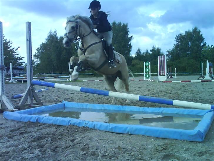 Welsh Pony af Cob-type (sec C) Ræveskiftets Nardi B-Pony RIP - 2009 billede 3