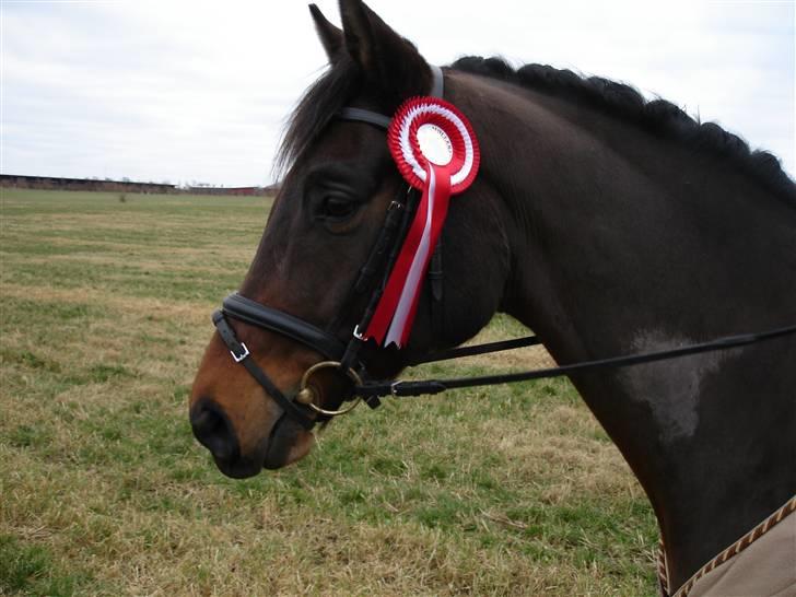 Trakehner Aschianti - Gulddrengen billede 10