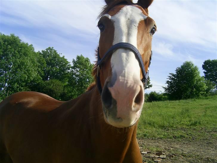 Dansk Varmblod Grafitti Zantio - Tænk man kan se så forstående ud, Graffit ligner en der har stor forståelse billede 8