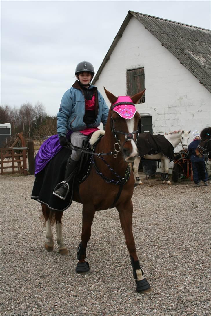 Hollandsk Sportspony Esprit  - Os to til Fastalavstævne i KBS. INGEN AF MINE BILLEDER MÅ BRUGES PÅ ANDRE SIDER ELLER KOPIERES ! billede 19