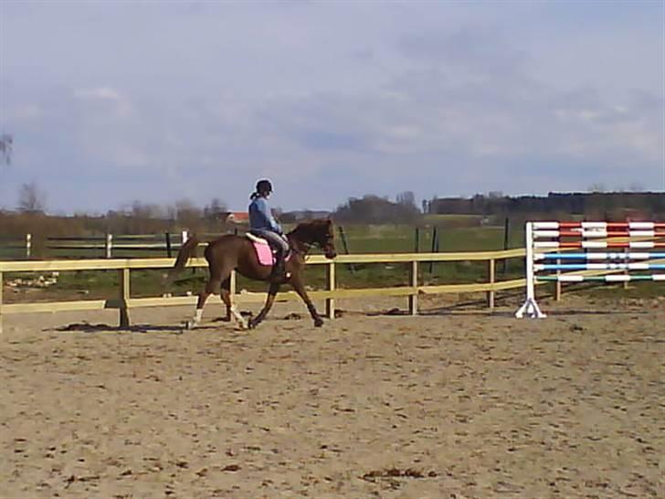 Hollandsk Sportspony Esprit  - Dresur <3 INGEN AF MINE BILLEDER MÅ BRUGES PÅ ANDRE SIDER ELLER KOPIERES ! billede 20