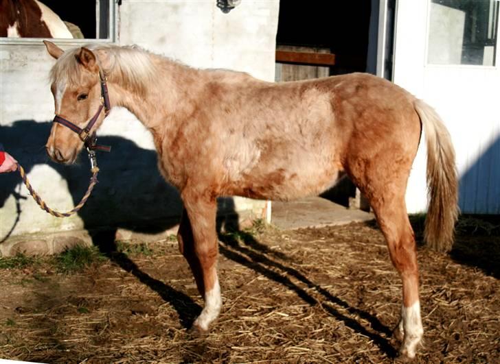 Palomino Rainbow Emily Rose - Emily lige kommet hjem, foran stalden 15. februar 08 billede 29