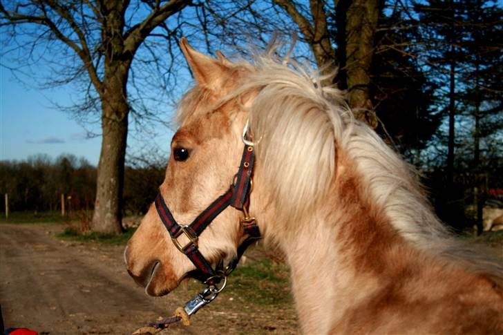 Palomino Rainbow Emily Rose - 15. februar 08 billede 30