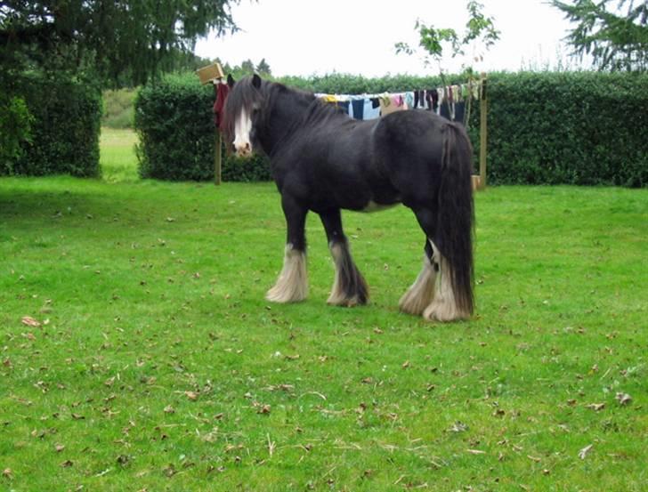 Tinker Showboy (solgt) billede 13