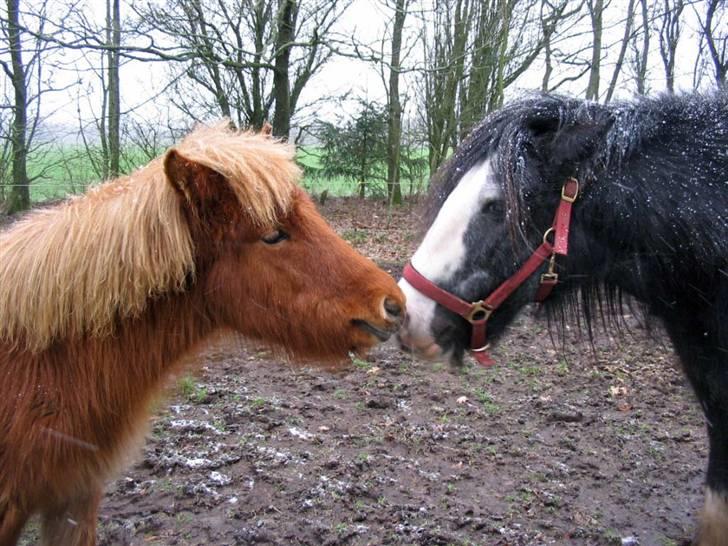 Tinker Showboy (solgt) billede 14