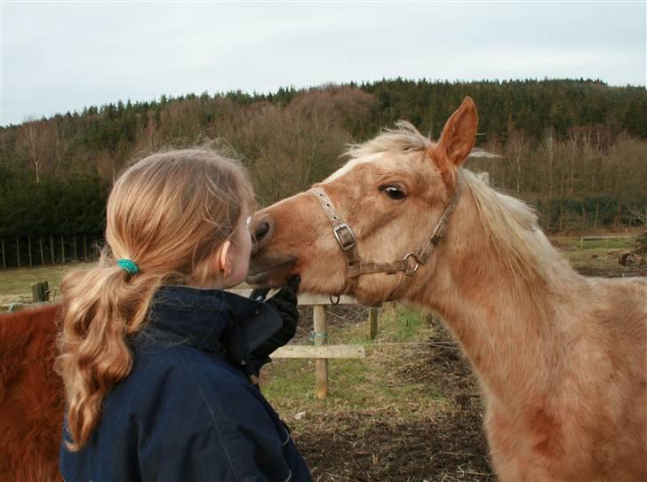 Palomino Rainbow Emily Rose - Et kys til Janni 3. februar 08 billede 35