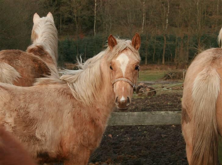 Palomino Rainbow Emily Rose - 3. februar 08 billede 33