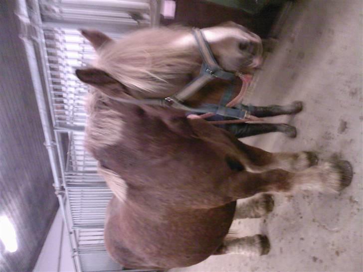 Sportsaraber (A) zamiil - fede dorit....kæmpen som zamiil er bange for. billede 10