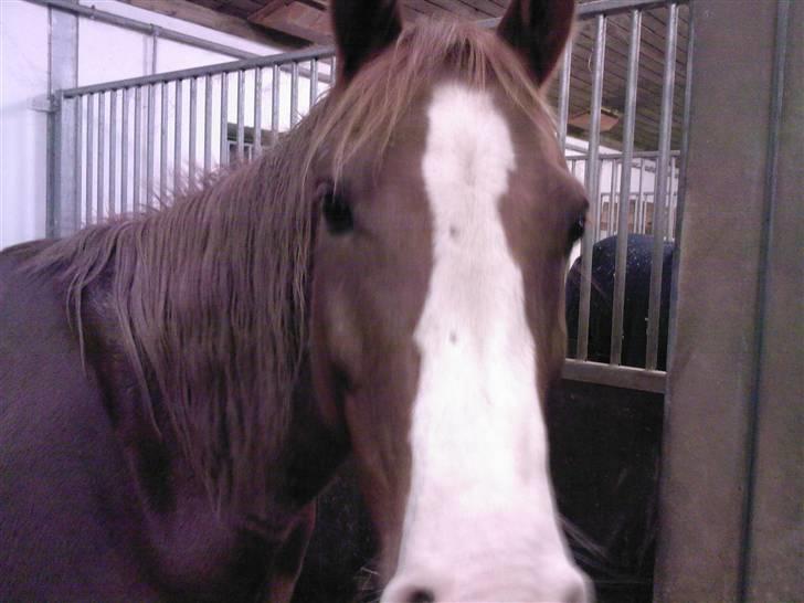 Sportsaraber (A) zamiil billede 13