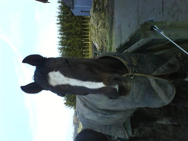 Traver Bobby Hallegård udlånt billede 10