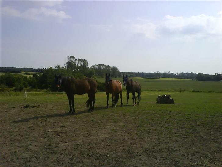 Traver Bobby Hallegård udlånt billede 11