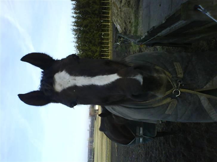 Traver Bobby Hallegård udlånt billede 12