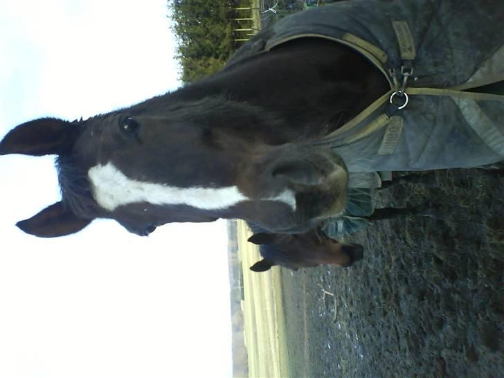 Traver Bobby Hallegård udlånt billede 13