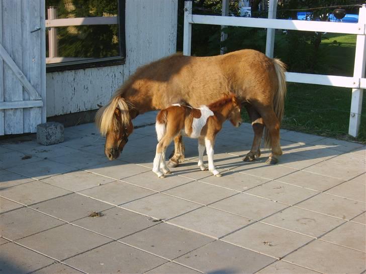 Miniature Elvis R.I.P - en næsten ny født elvis (L)  billede 10