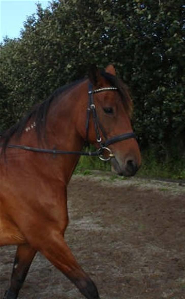 Traver Dorit billede 7