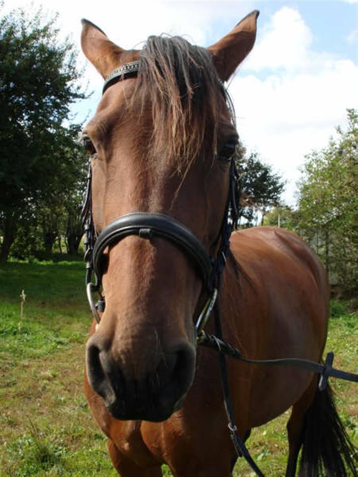 Traver Dorit billede 8